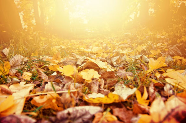 Какая осень ждет тагильчан: в городе обещают дожди и до +15 градусов | Синоптики сделали прогноз о том, какая осень будет на Урале