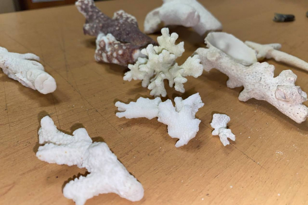 В Свердловской области таможенники задержали женщину с незаконно ввезенными кораллами  | На Урале пассажирка пыталась незаконно провезти 12 кораллов в багаже