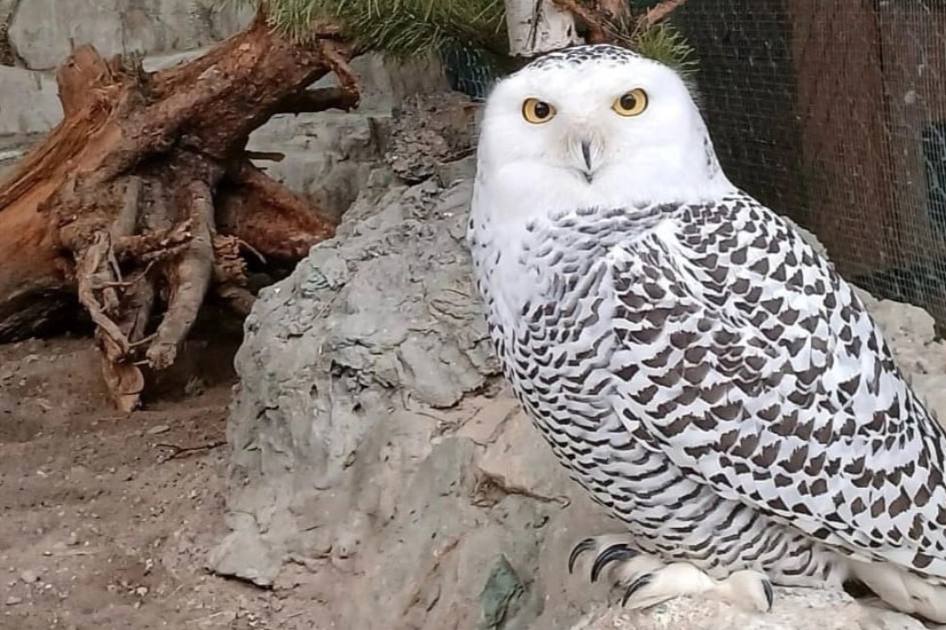 Сова из «Гарри Поттера» появилась в зоопарке в Свердловской области | На Урале в зоопарке поселилась полярная сова Букля