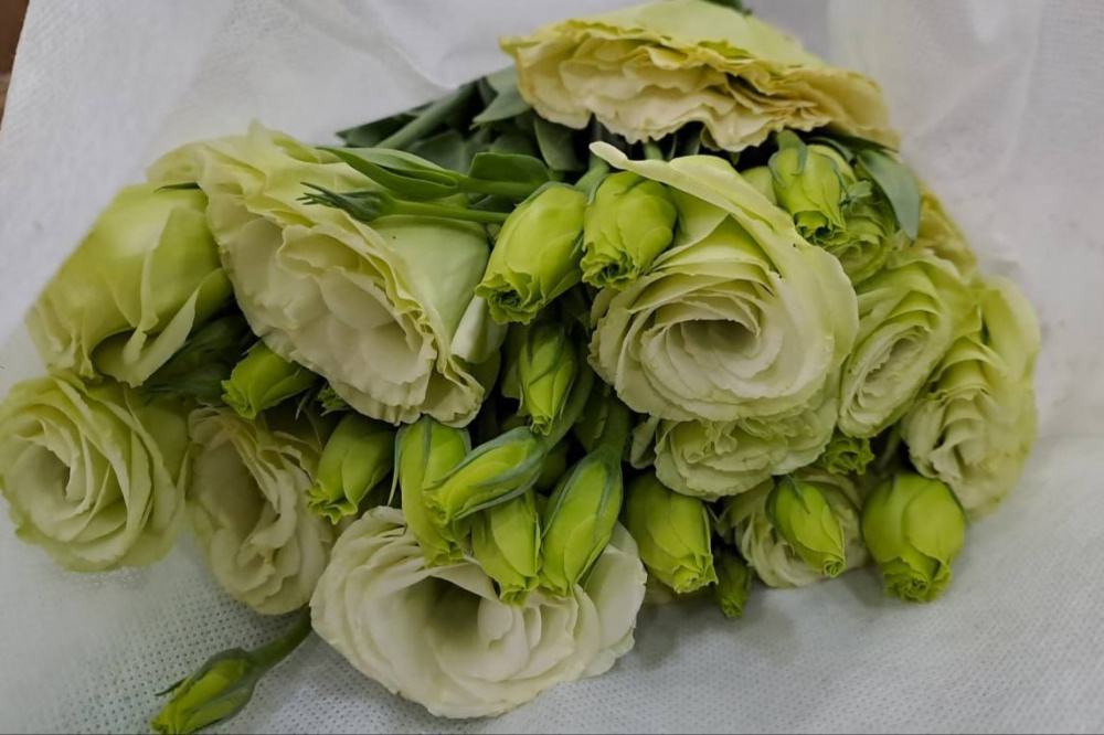 Подготовка к 8 Марта идет полным ходом: на Урал прибыла первая партия цветов из Китая | Из Китая на Урал доставили 12 тонн живых цветов к 8 Марта 