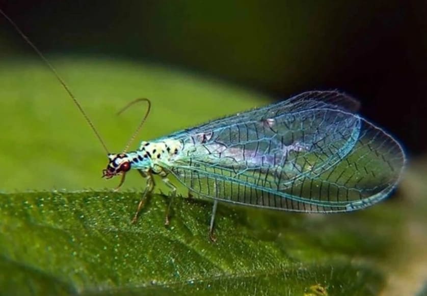 2,5 миллиона крылатых спасателей прилетели на Урал бороться за урожай | В Свердловскую область привезли клещей-энтомофагов для защиты урожая