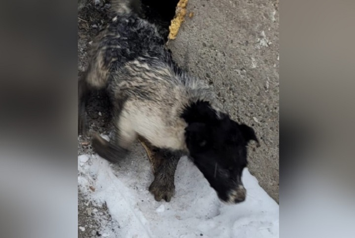 Спасатели достали собаку из подвала магазина в Нижнем Тагиле Спасатели достали собаку из подвала магазина в Нижнем Тагиле