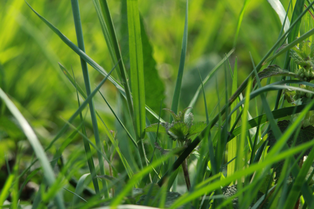 «На джунгли похоже»: во дворах Нижнего Тагила за лето ни разу не покосили траву | Тагильчане жалуются на заросшие травой улицы