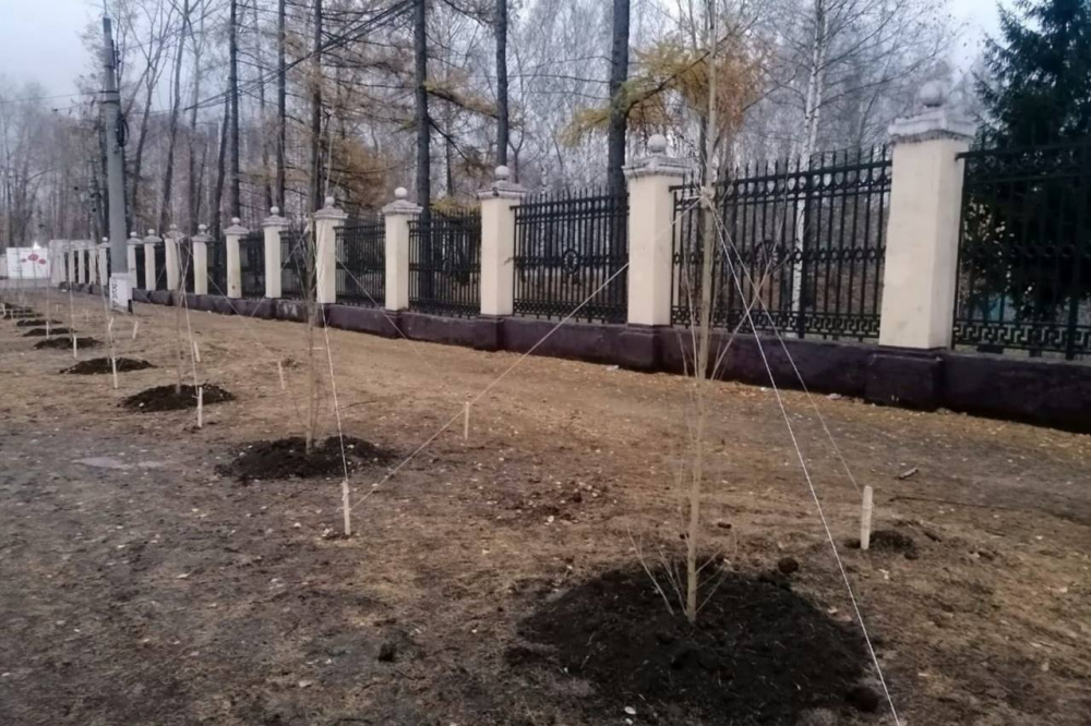 В Нижнем Тагиле на улице Металлургов высадили 176 молодых деревьев | На Урале дополнительно высадили 176 берлинских тополей