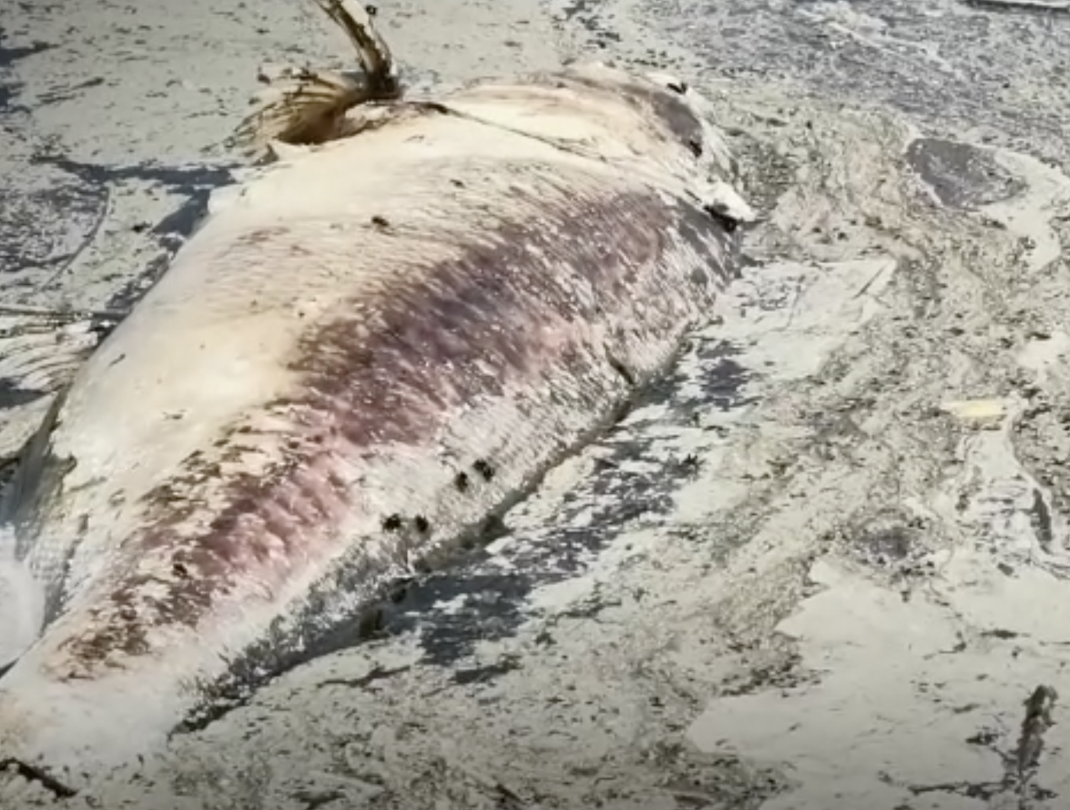 Загадочная находка в Исети: Крупная рыба в Городском пруду Екатеринбурга вызвала удивление Загадочная находка в Исети: Крупная рыба в Городском пруду Екатеринбурга вызвала удивление