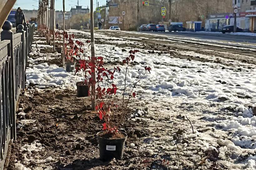 В Нижнем Тагиле приступили к озеленению Ленинградского проспекта | На Урале занялись озеленением пешеходной зоны В Нижнем Тагиле приступили к озеленению Ленинградского проспекта | На Урале занялись озеленением пешеходной зоны