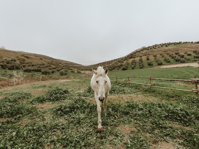 По центру Тагила пробежали лошади