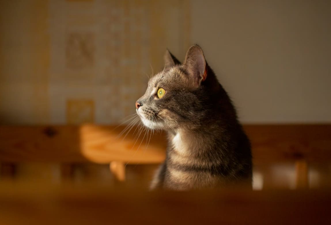 ������� � ���� ������ ��� ������ �� ������� ����: ��� �� ����� ���� ����� �����, ����� ������� � �������