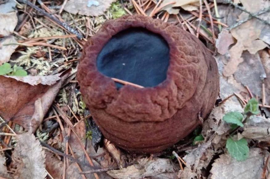 В Свердловской области грибник нашел редкий краснокнижный гриб, возвращающий молодость | Уральский грибник нашел в лесу краснокнижный гриб, обладающий множеством полезных свойств