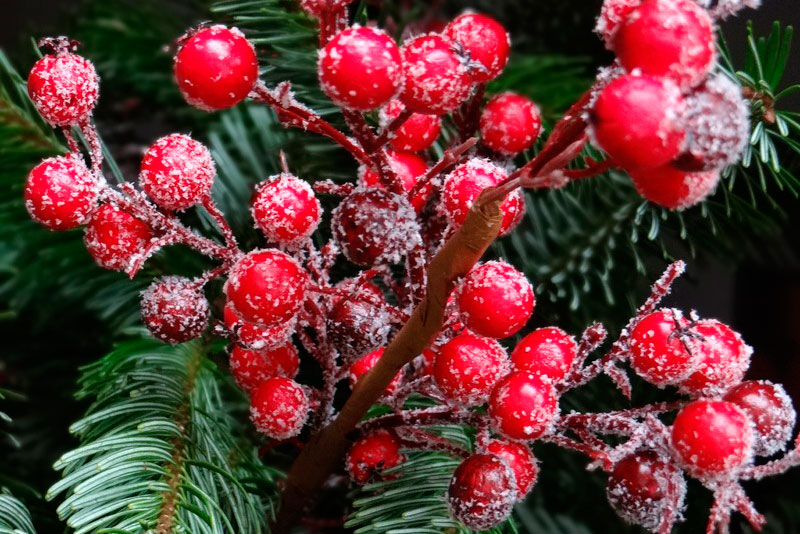 Рождественский букет: как его оформить