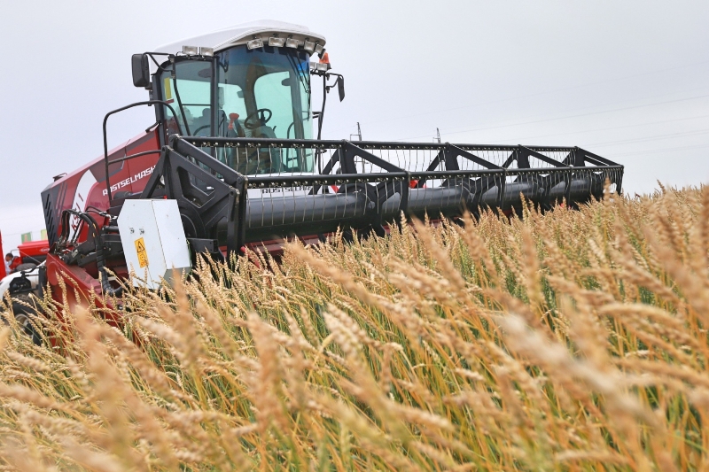 В Свердловской области отметили высокую урожайность: аграрии собрали почти 400 тонн зерна | На Урале с начала уборочной кампании зерна собрали уже более 50% плана