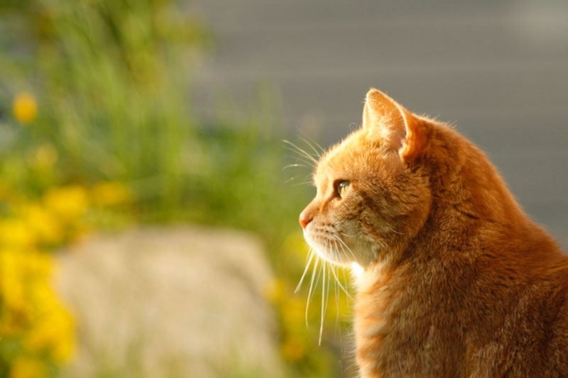 Кошка Мася стала последней спасенной после обрушения дома в Нижнем Тагиле | Последней из-под завала в Нижнем Тагиле выбралась кошка