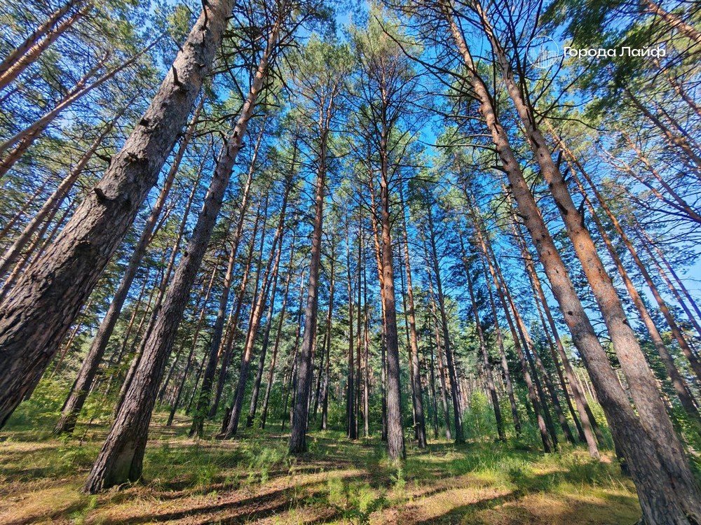 Россельхознадзор уничтожил 115 кубометров леса с карантинным вредителем в Нижнем Тагиле | В Нижнем Тагиле предотвратили экспорт зараженной древесины в Азербайджан