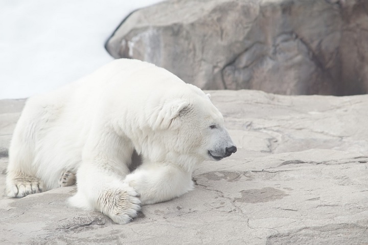 Тагильчанин спас на вахте белую медведицу, которую скоро привезут в Екатеринбург