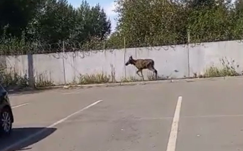 Испуганный лось устроил переполох на тагильской парковке | В Нижнем Тагиле лось забрёл на парковку у Коксохима Испуганный лось устроил переполох на тагильской парковке | В Нижнем Тагиле лось забрёл на парковку у Коксохима