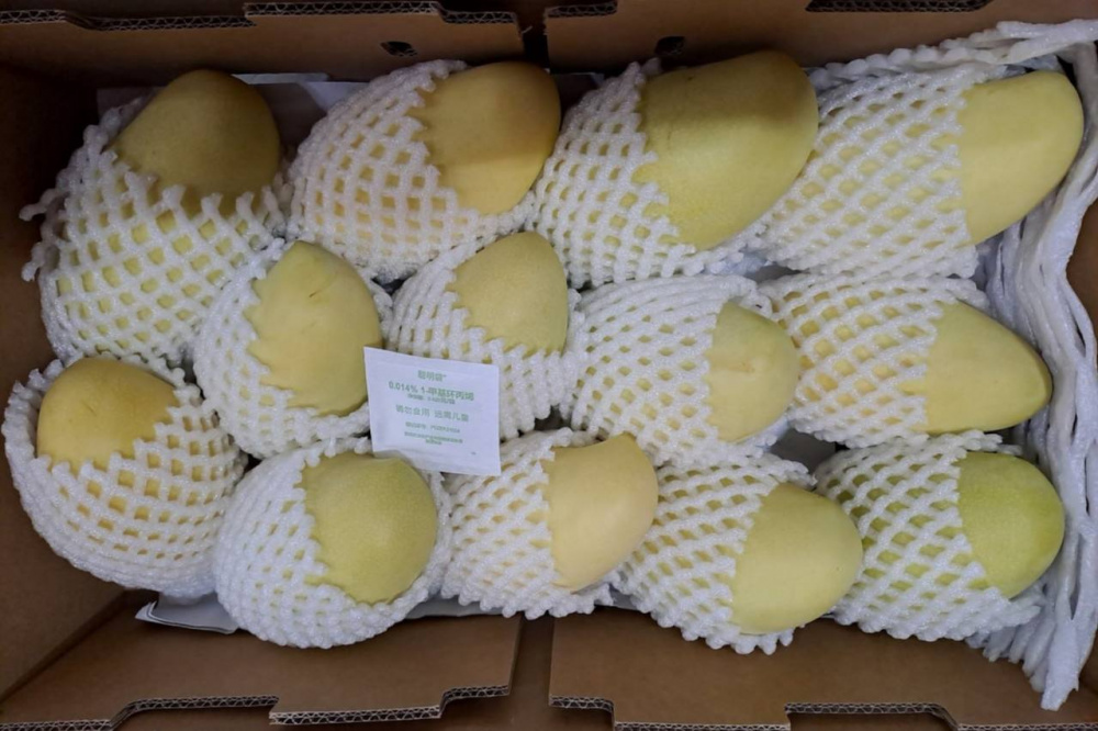 В Свердловскую область увеличились поставки экзотических фруктов из Китая | На Урал стало поступать больше свежего манго и питайи из Китая