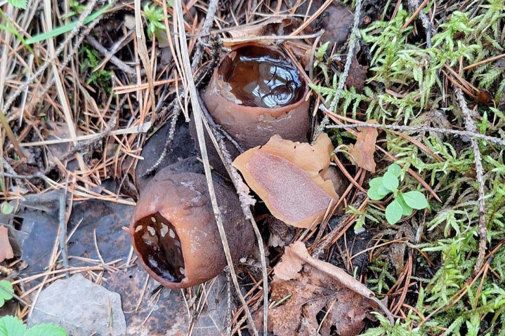 Под Нижним Тагилом вновь нашли редкий краснокнижный гриб – саркасому шаровидную | Уральские грибники поделились фотографией редкой находки – саркасомы шаровидной Под Нижним Тагилом вновь нашли редкий краснокнижный гриб – саркасому шаровидную | Уральские грибники поделились фотографией редкой находки – саркасомы шаровидной
