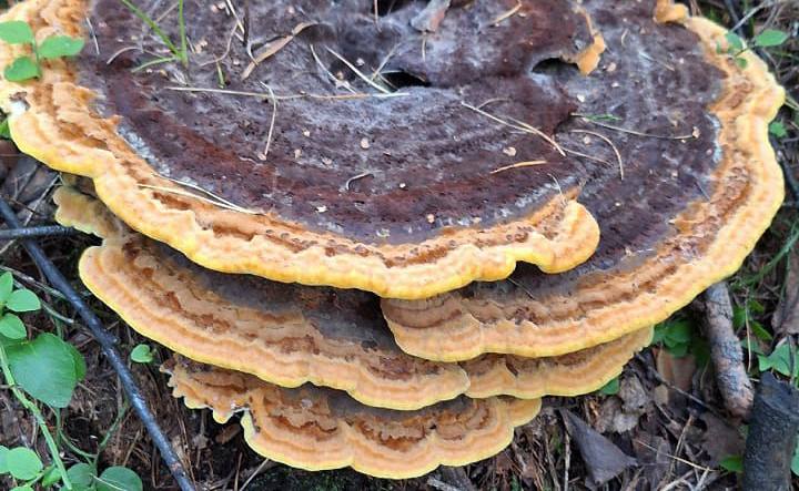 «Много диковинных грибов повылазило»: свердловчане выкладывают фото интересных лесных находок | На Урале грибники рассказали о необычных видах грибов в лесах