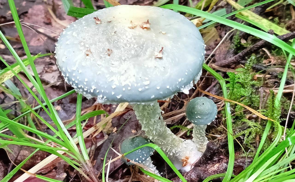 В Нижнем Тагиле нашли голубые грибы | На Урале грибники нашли необычные грибы