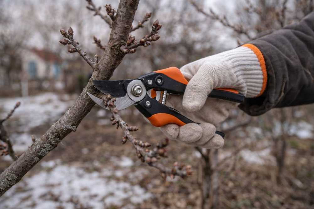 Как обрезать деревья весной: сроки, правила и советы для хорошего урожая | Как правильно обрезать деревья и кустарники весной Как обрезать деревья весной: сроки, правила и советы для хорошего урожая | Как правильно обрезать деревья и кустарники весной