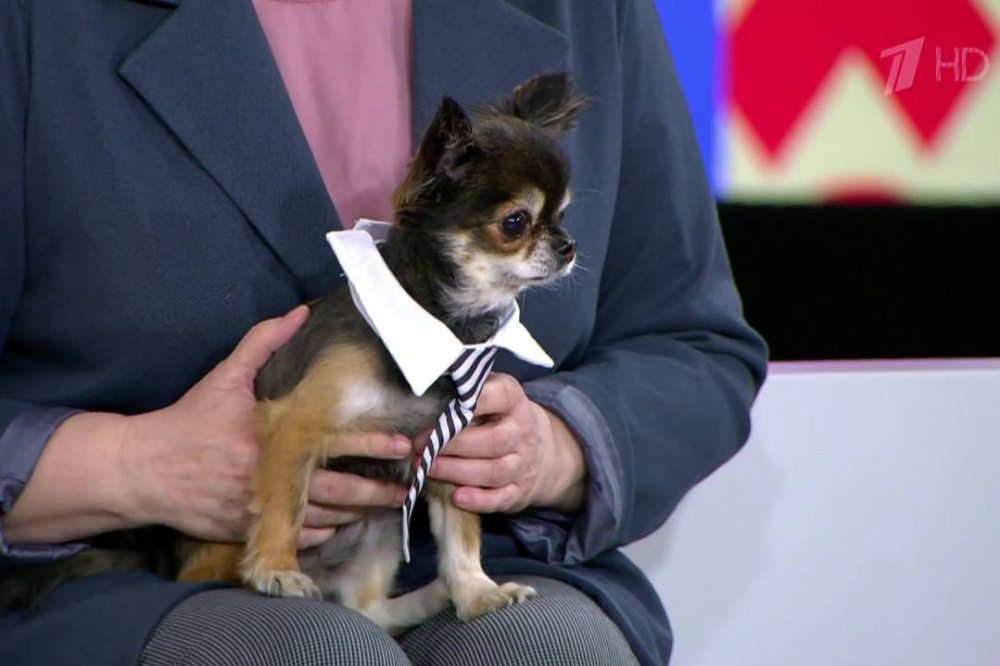 Чихуахуа из Нижнего Тагила стал героем передачи на «Первом канале» | Чихуахуа с Урала покорил сердца зрителей передачи «Первого канала» Чихуахуа из Нижнего Тагила стал героем передачи на «Первом канале» | Чихуахуа с Урала покорил сердца зрителей передачи «Первого канала»