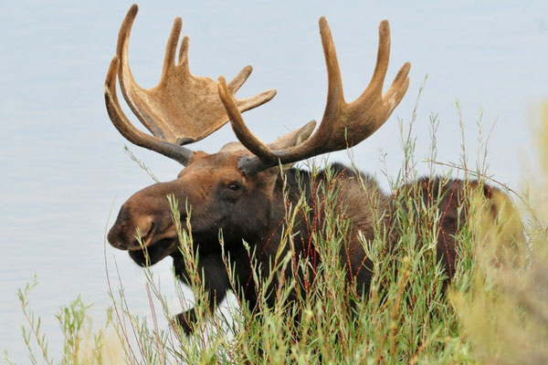 Еще один лось погиб на трассе Екатеринбург – Нижний Тагил – Серов — его сбила женщина | На уральской трассе женщина насмерть сбила дикого лося Еще один лось погиб на трассе Екатеринбург – Нижний Тагил – Серов — его сбила женщина | На уральской трассе женщина насмерть сбила дикого лося