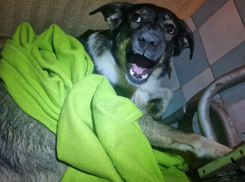 В Нижнем Тагиле спасатели помогли собаке, лапа которой застряла в батарее отопления | В Нижнем Тагиле спасатели освободили пса Малыша, застрявшего в батарее В Нижнем Тагиле спасатели помогли собаке, лапа которой застряла в батарее отопления | В Нижнем Тагиле спасатели освободили пса Малыша, застрявшего в батарее