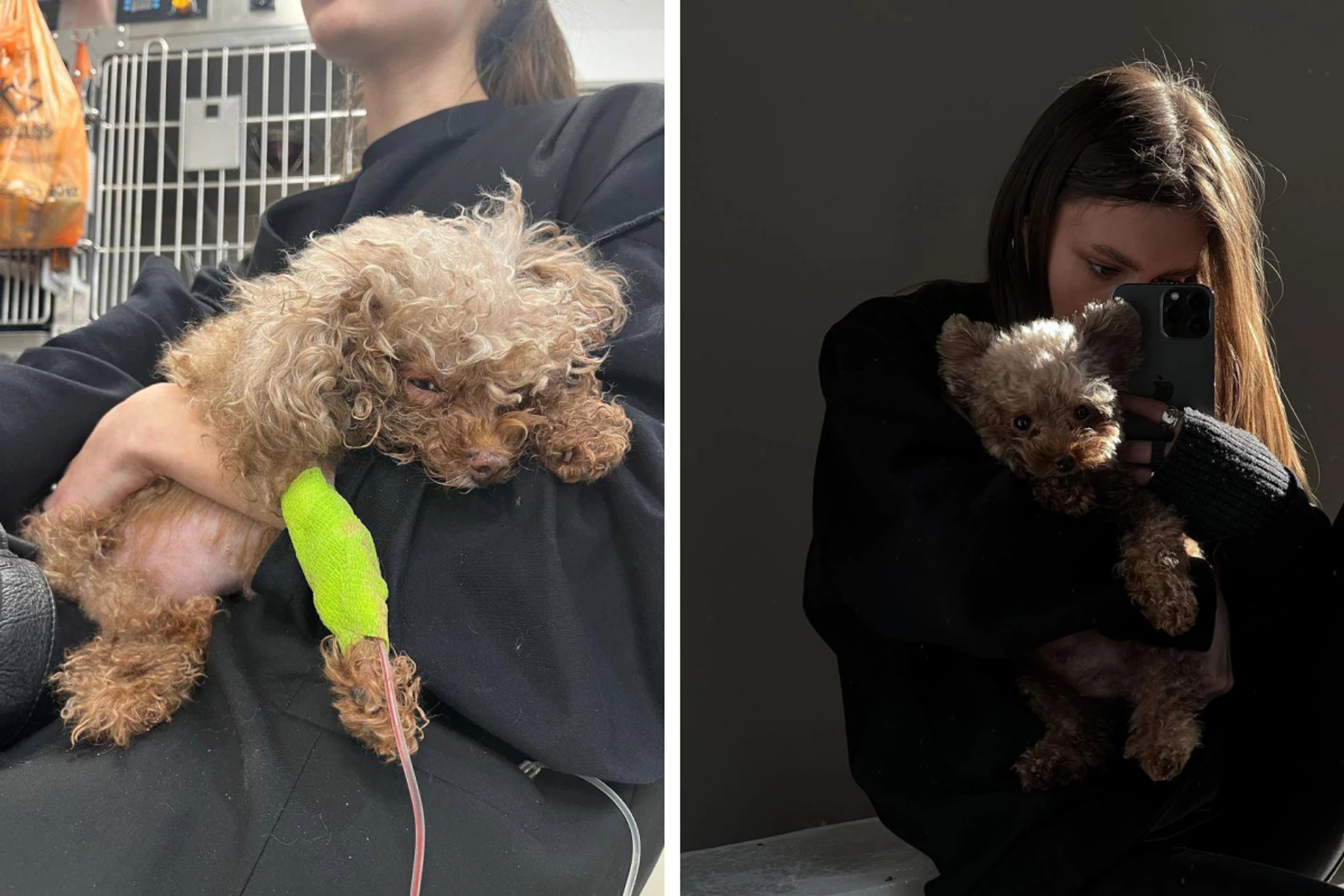 Грумера не будут привлекать к уголовной ответственности по жалобе владелицы мальтипу в Нижнем Тагиле Грумера не будут привлекать к уголовной ответственности по жалобе владелицы мальтипу в Нижнем Тагиле