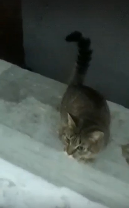 Озверевшие жители Свердловской области выбросили на мусорку кошку, собаку и новорождённую козочку