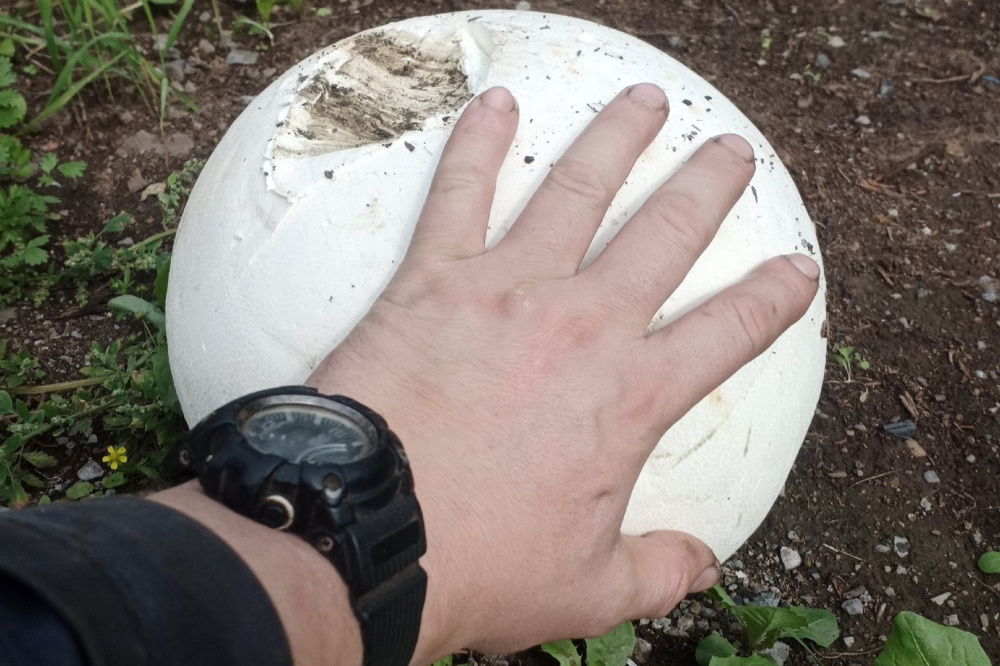 Головачи гигантские, лисички, медовые опята: тагильчане находят грибные поляны в черте города | Нижнетагильские грибники нашли головачей гигантских