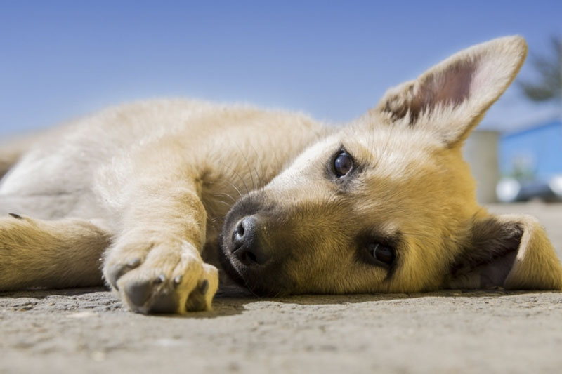 Собаку скинули в мусоропровод, котят подбросили в клинику, щенков спасли на путях: в Нижнем Тагиле люди бросают животных | На Урале волонтеры спасают животных и ищут им новый дом