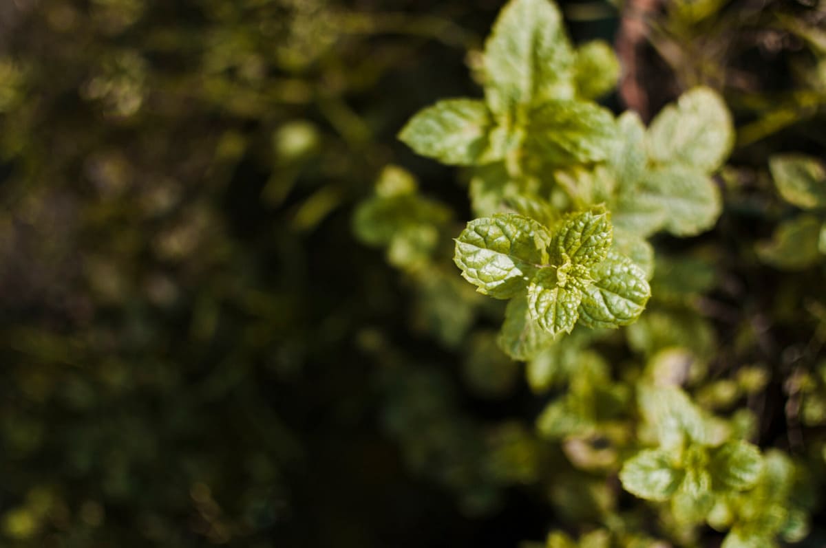 Кошмар садовода: 5 растений-захватчиков, которые лучше сажать подальше — все дачники должны знать
