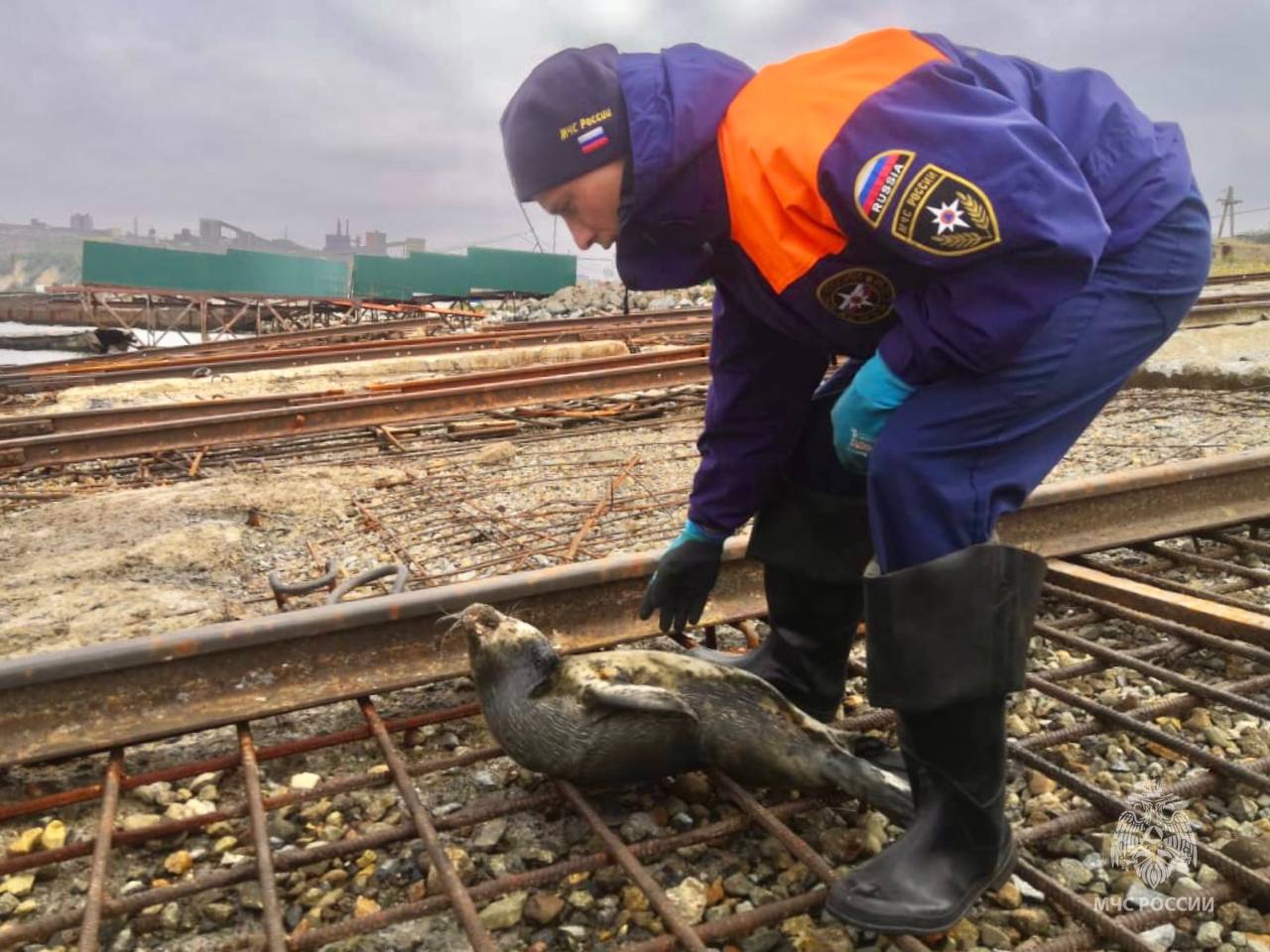 Детеныша нерпы спасли сотрудники МЧС России в Магаданской области Детеныша нерпы спасли сотрудники МЧС России в Магаданской области