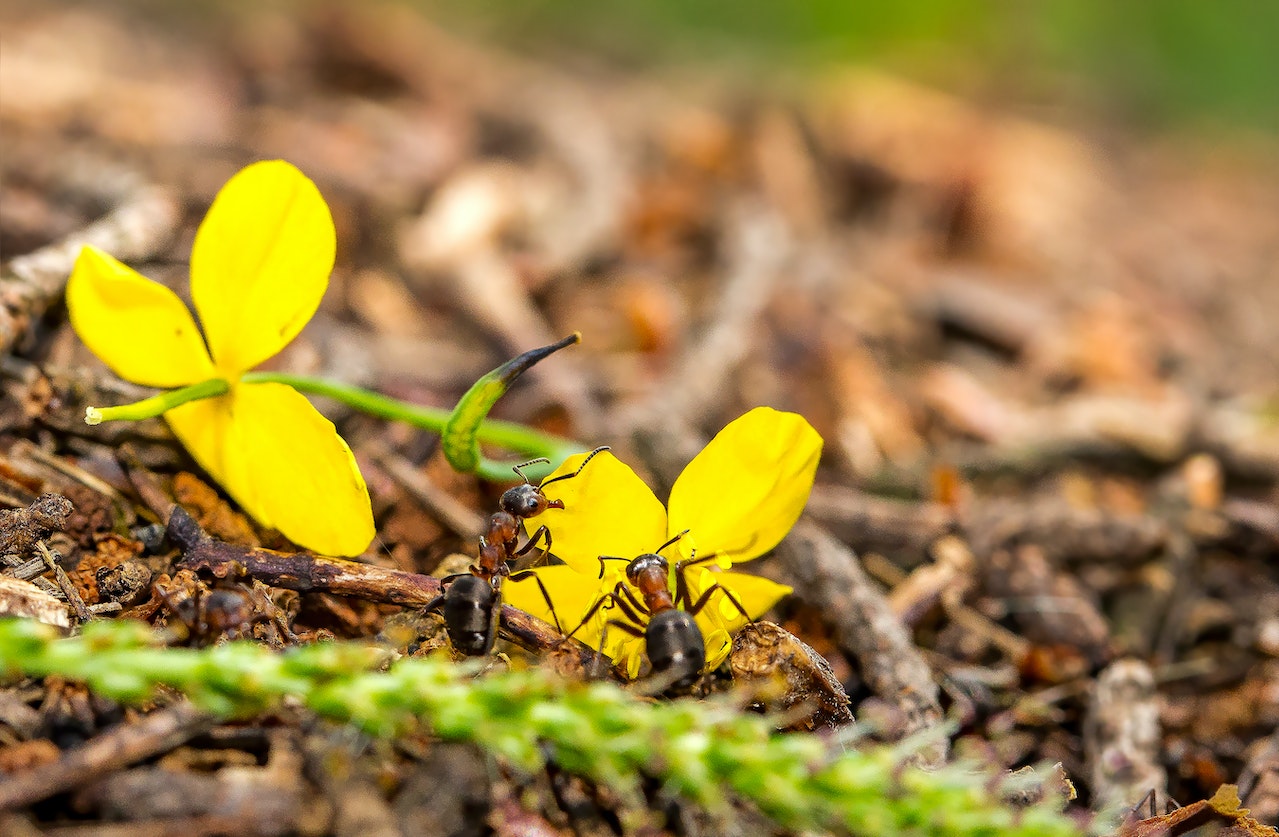 Дачникам предложили бороться с муравьями на участке с помощью двух растений