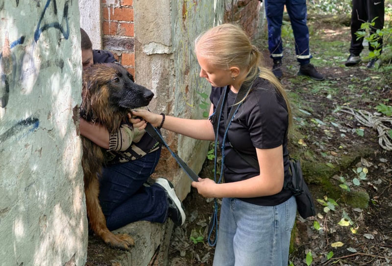 Спасатели Нижнего Тагила вытащили щенка овчарки из подвала частного дома | В Нижнем Тагиле спасатели спасли щенка, провалившегося в подвал Спасатели Нижнего Тагила вытащили щенка овчарки из подвала частного дома | В Нижнем Тагиле спасатели спасли щенка, провалившегося в подвал