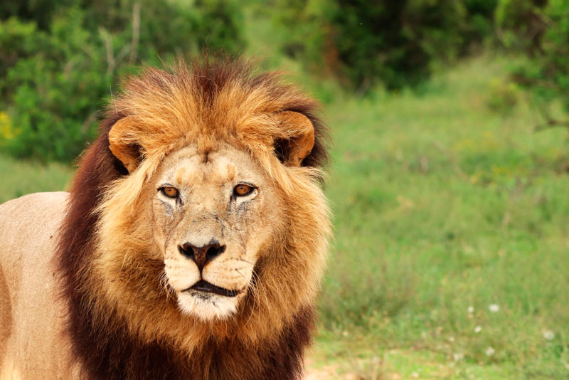 В истории «Тайгана» это не первый случай: на владельца крымского сафари-парка Зубкова напал лев | Российские врачи борются за жизнь Олега Зубкова, на которого напал лев В истории «Тайгана» это не первый случай: на владельца крымского сафари-парка Зубкова напал лев | Российские врачи борются за жизнь Олега Зубкова, на которого напал лев