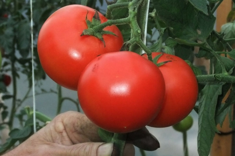 1 ����� ���������������� �� 1 ���� ���� � � ������� ������� �������� ������������: ��������� �� 5 ����