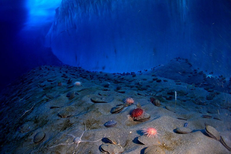 Ученые из Китая обнаружили тысячи новых видов микробов в самой глубокой части океана | Китайские ученые нашли в глубинах океана ранее неизвестные науке виды микробов