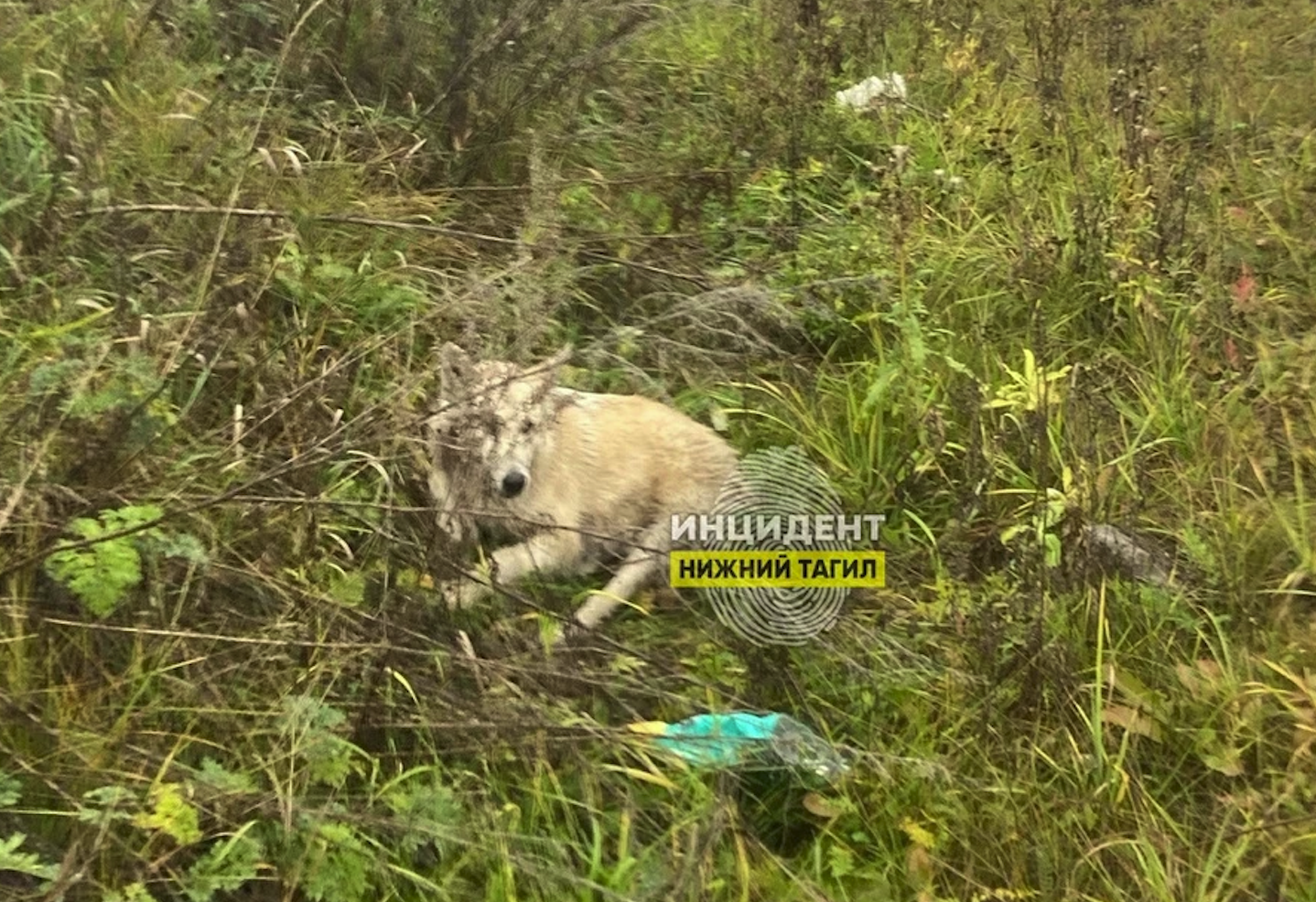 Под Нижним Тагилом водитель сбил собаку и оставил ее умирать на обочине
