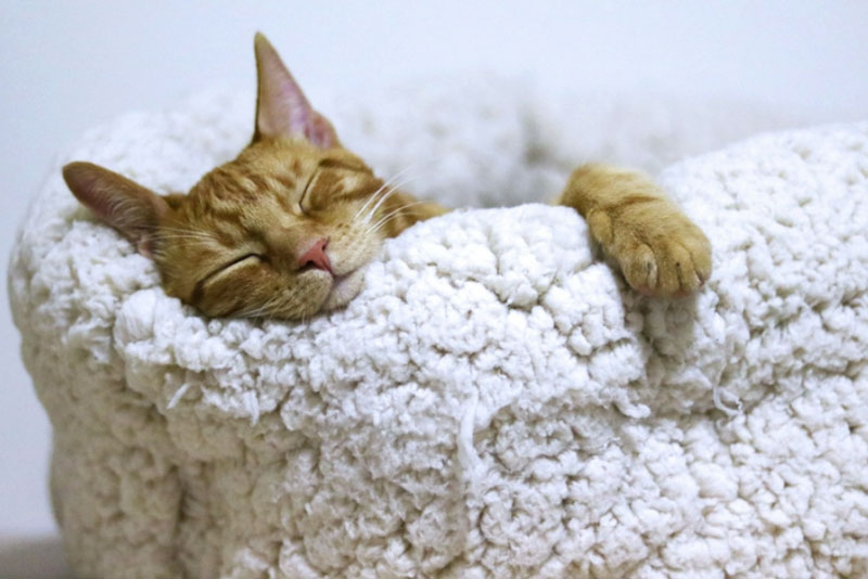 Ортопед рассказала, как улучшить качество сна | Эксперт дала советы по выбору постельных принадлежностей Ортопед рассказала, как улучшить качество сна | Эксперт дала советы по выбору постельных принадлежностей