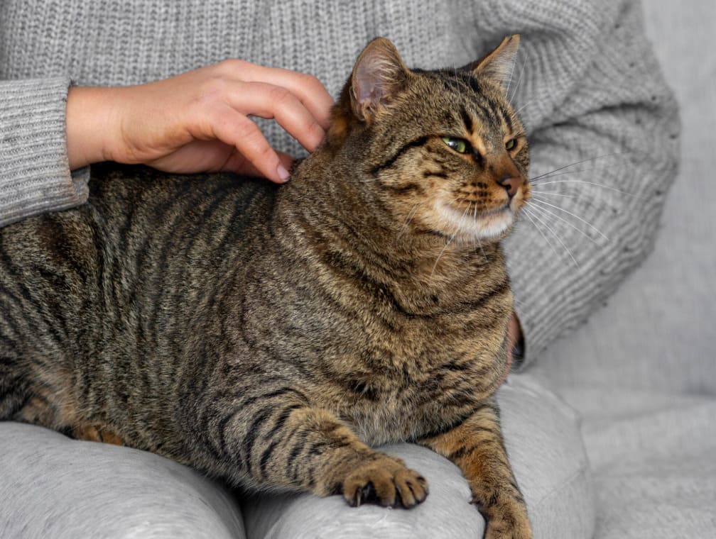 ����� ������� ����� �� �����, ����� � ��� ������������: ���������� ��������� �������� �������