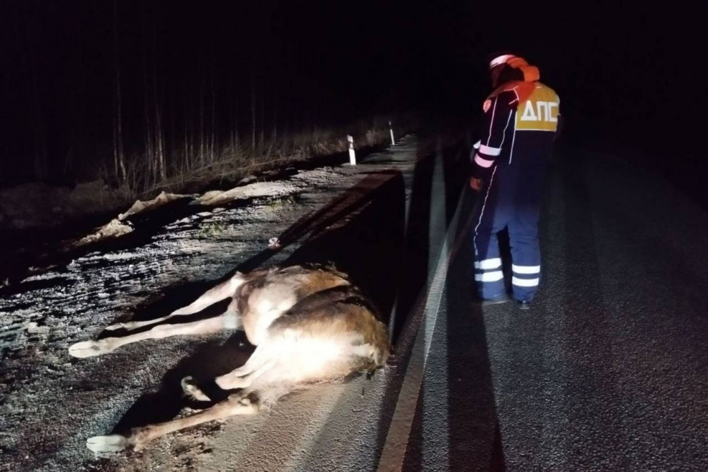 На автодороге «Екатеринбург – Нижний Тагил – Серов» водитель насмерть сбил лося | На Урале произошло ДТП с участием дикого животного – лося
