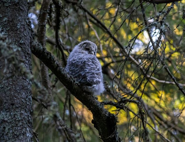 Центр реабилитации диких животных «Солнечная птица» в Нижнем Тагиле расширяется | В Нижнем Тагиле строят теплый дом для зимовки диких птиц