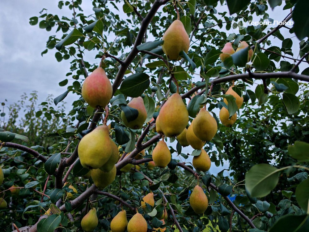 Вёдра сладких груш через пару лет: выбираем саженцы, которые будут плодоносить 20, 30, а то и 50 лет — советы дачников
