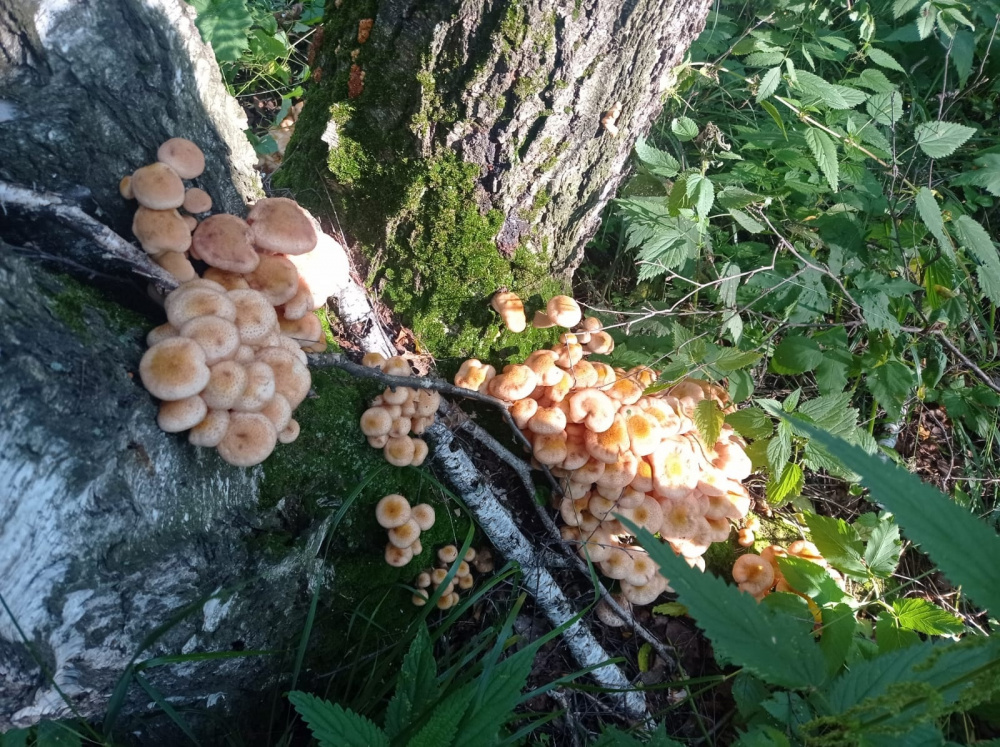 На Среднем Урале нашли грибное место: девушка собрала восемь мешков опят | В Свердловской области грибники собрали восемь мешков опят