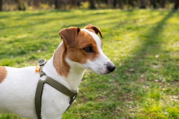 Как избежать синдрома Хатико: кинологи рассказали о правилах здоровой привязанности собаки | Кинологи объяснили как сформировать у собаки здоровую привязанность