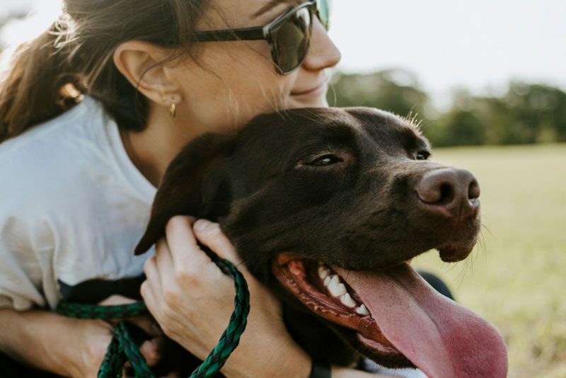 Психолог Яушева: собаки помогают понизить уровень стресса | Эксперт рассказала, какие домашние животные помогают справиться с депрессией