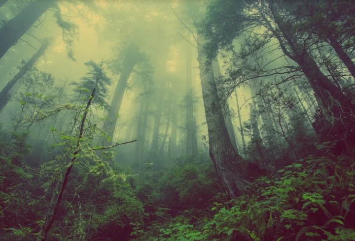 Смог от уральских пожаров дошел до Нижнего Тагила Смог от уральских пожаров дошел до Нижнего Тагила