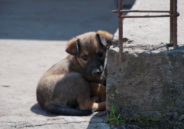 Водитель сбил собаку и скрылся: в Нижнем Тагиле очевидцы спасли животное | В Нижнем Тагиле водитель сбил собаку и скрылся с места ДТП Водитель сбил собаку и скрылся: в Нижнем Тагиле очевидцы спасли животное | В Нижнем Тагиле водитель сбил собаку и скрылся с места ДТП