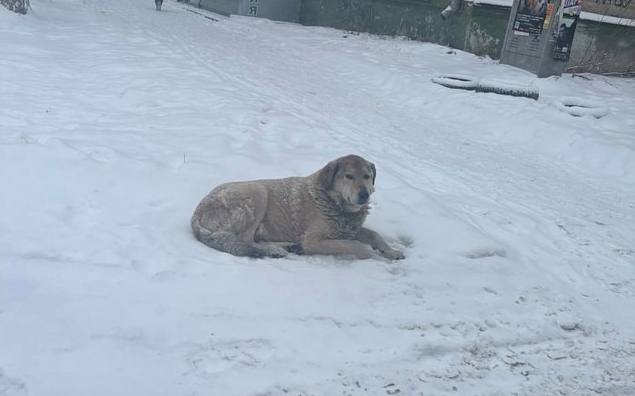 В Нижнем Тагиле из машины выкинули на мороз двух собак | В Нижнем Тагиле неравнодушные спасают собак, оставленных на морозе В Нижнем Тагиле из машины выкинули на мороз двух собак | В Нижнем Тагиле неравнодушные спасают собак, оставленных на морозе